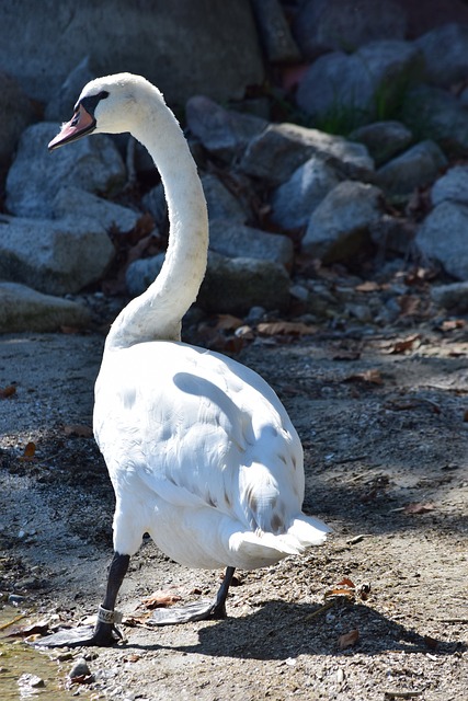 Free Swan Bird photo and picture