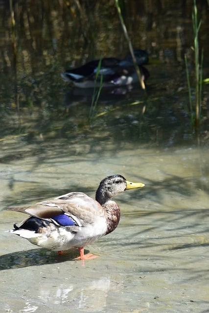 Free Wild Duck Lake photo and picture