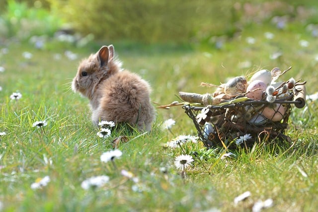 easter, rabbits, easter eggs, eggs, nature, spring, easter festival, meadow