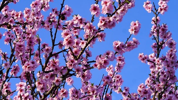 Mandelblüten, Frühling, Mandelbaum