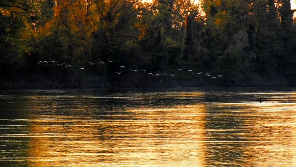 Free River Cormorants photo and picture