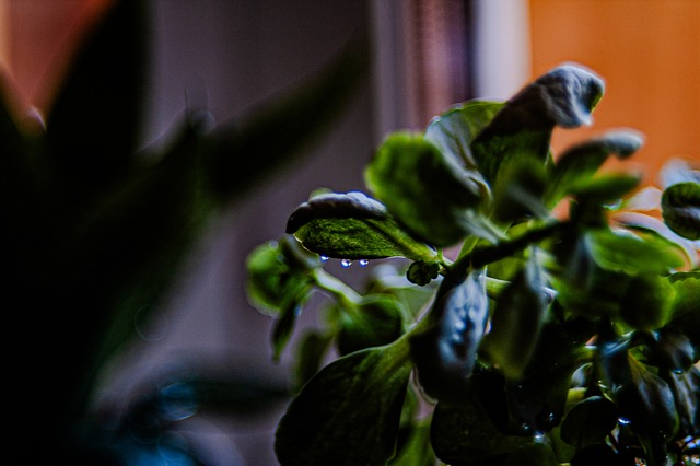 Plantas, Naturaleza, Flora, Jardinería