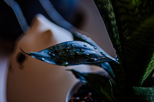 Plantas, Naturaleza, Flora, Jardinería