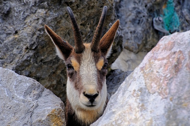 Gemzen, Natuur, Dier, Zoogdier, Wild