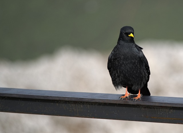 Kauw, Vogel, Natuur, Zwart, Alpen