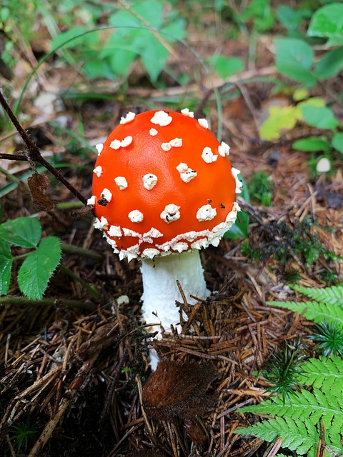 Paddestoel, Paddenstoel, Natuur, Val