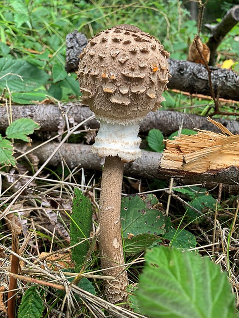 Paddestoel, Val, Bosgrond, Woud, Hout
