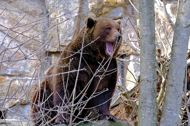 Natuur, Zoogdier, Beer, Dierentuin