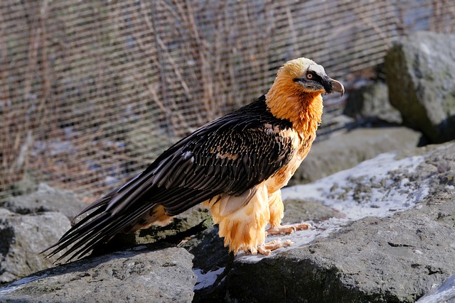 Gier, Natuur, Vogel, Dieren In Het Wild