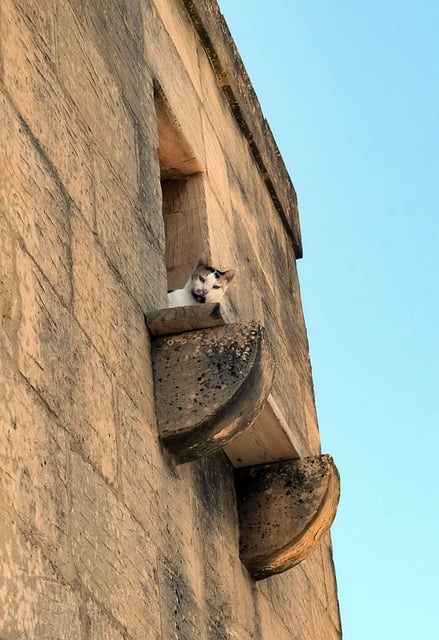 Free Window Cat photo and picture