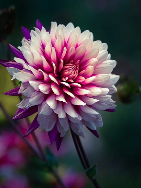 Dahlia, Delikat, Blomst, Plante, Skønhed