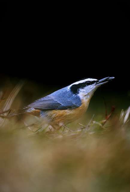 Kleiber, Rotbrustkleiber, Vogel, Samen
