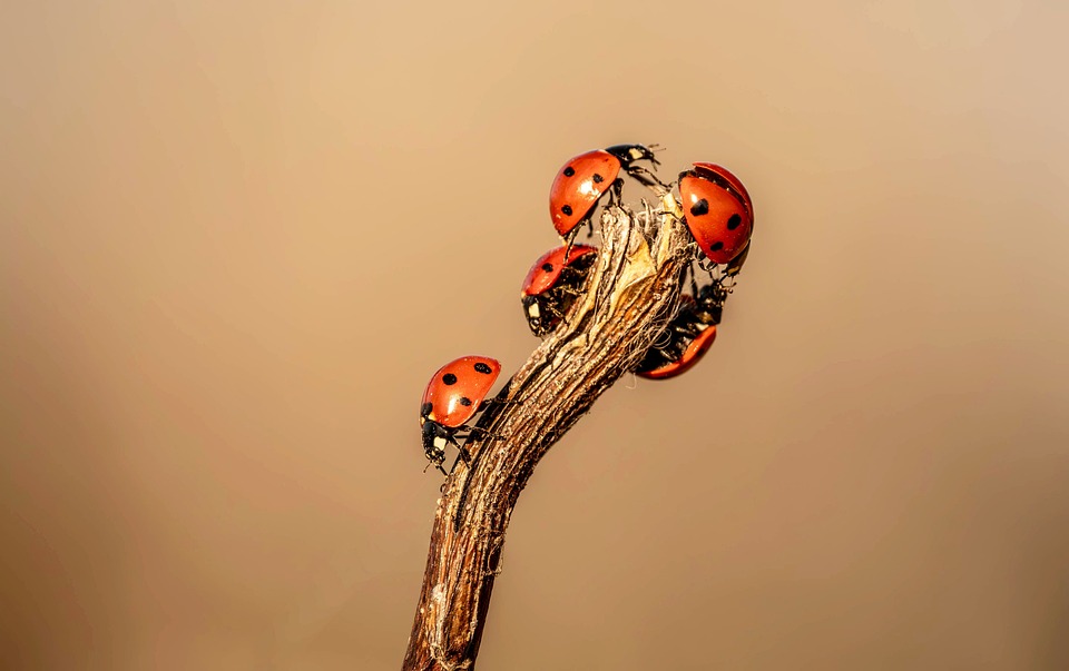 Ladybugs Branch Insects - Free photo on Pixabay