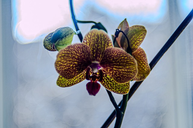 Naturaleza, Flor, Bloom, Florecer