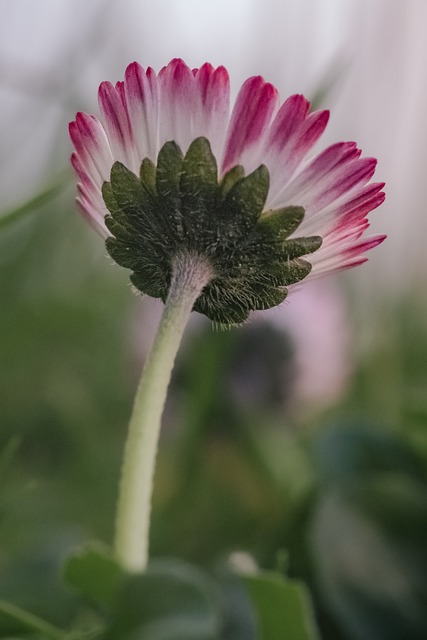 Free Nature Flower photo and picture