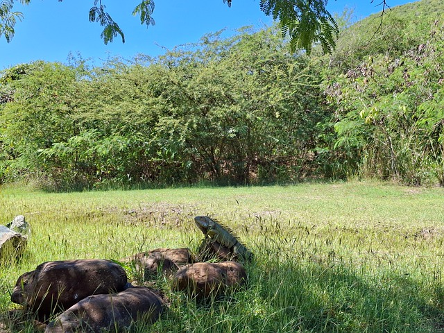 Free Iguana Lizard photo and picture