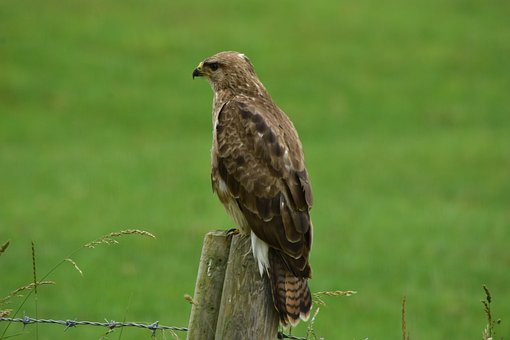 Free Buzzard Nature photo and picture