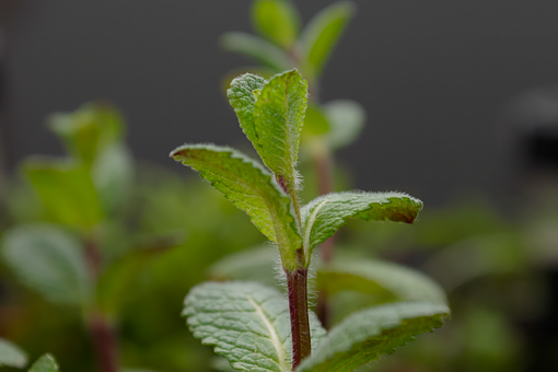 Free Nature Spring photo and picture