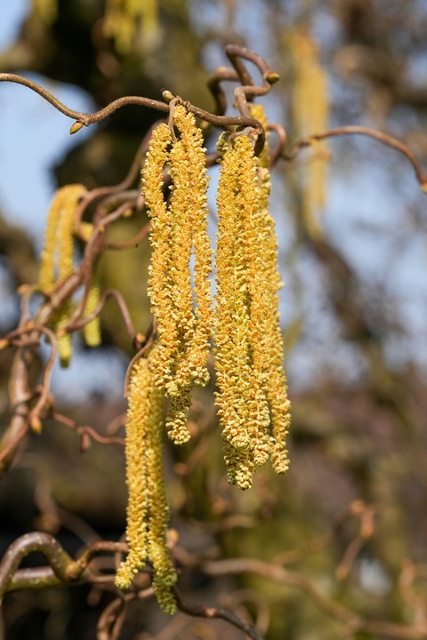 Hazel Shrub Spring - Free photo on Pixabay