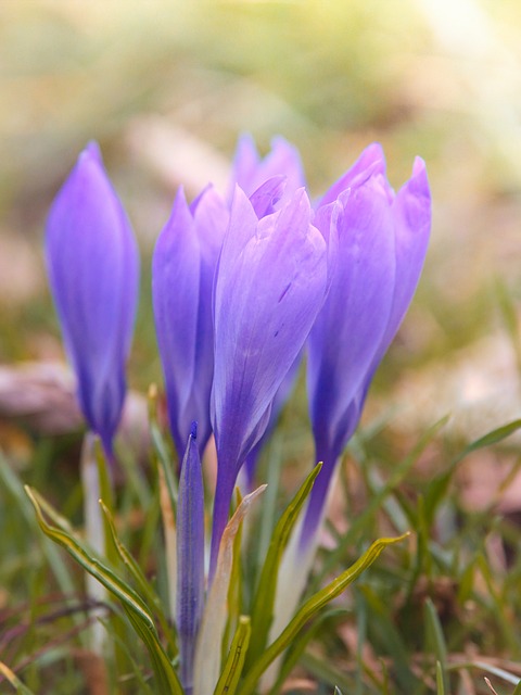 Krokus, Forår, Blomst, Makro
