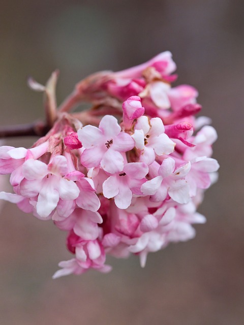 Vinter Snebold, Blomst, Natur, Lyserød