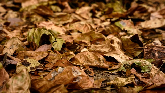 Free Autumn Leaves Autumn photo and picture