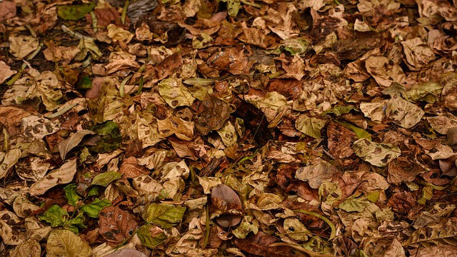 Free Autumn Leaves Autumn photo and picture