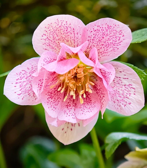 Flor, Naturaleza, Primavera