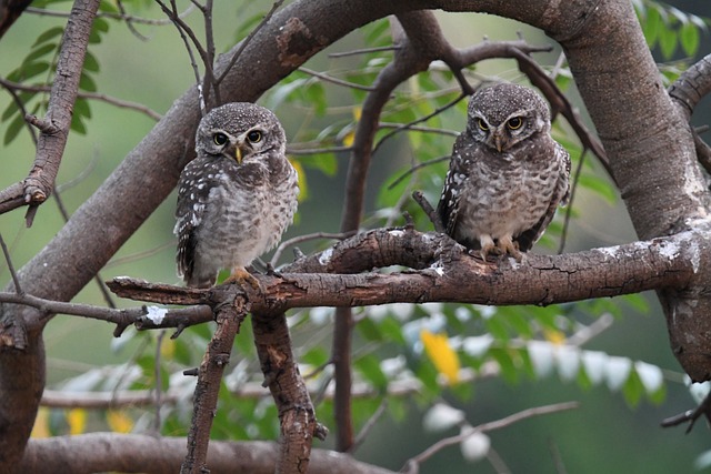Free Owl Nature photo and picture