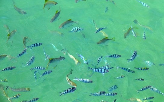 Free Fish Sea photo and picture