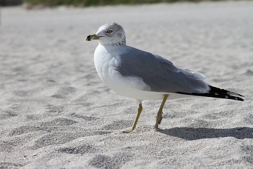 Free Seagull Sand photo and picture