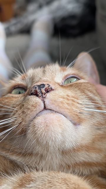 Free Orange Cat Cat photo and picture