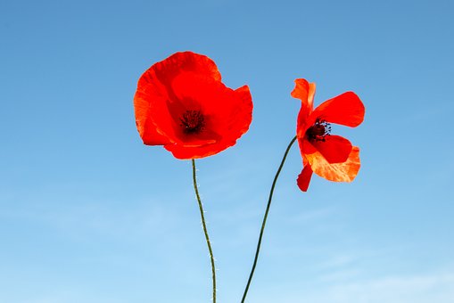 Valmuer, Papaver, Prydplante