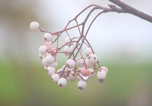 Free Tree Rain photo and picture