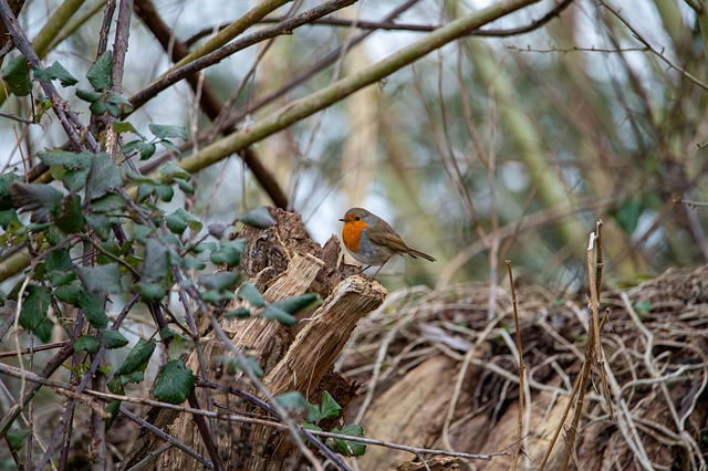 Free Robin Bird photo and picture