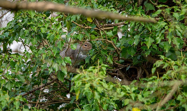 Free Squirrel Leaves photo and picture