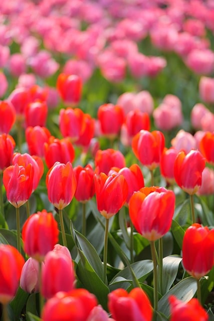 Tulpen, Natur, Garten, Frühling, Blumen