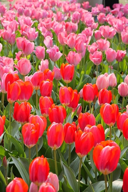 Tulpen, Natur, Garten, Frühling, Blumen