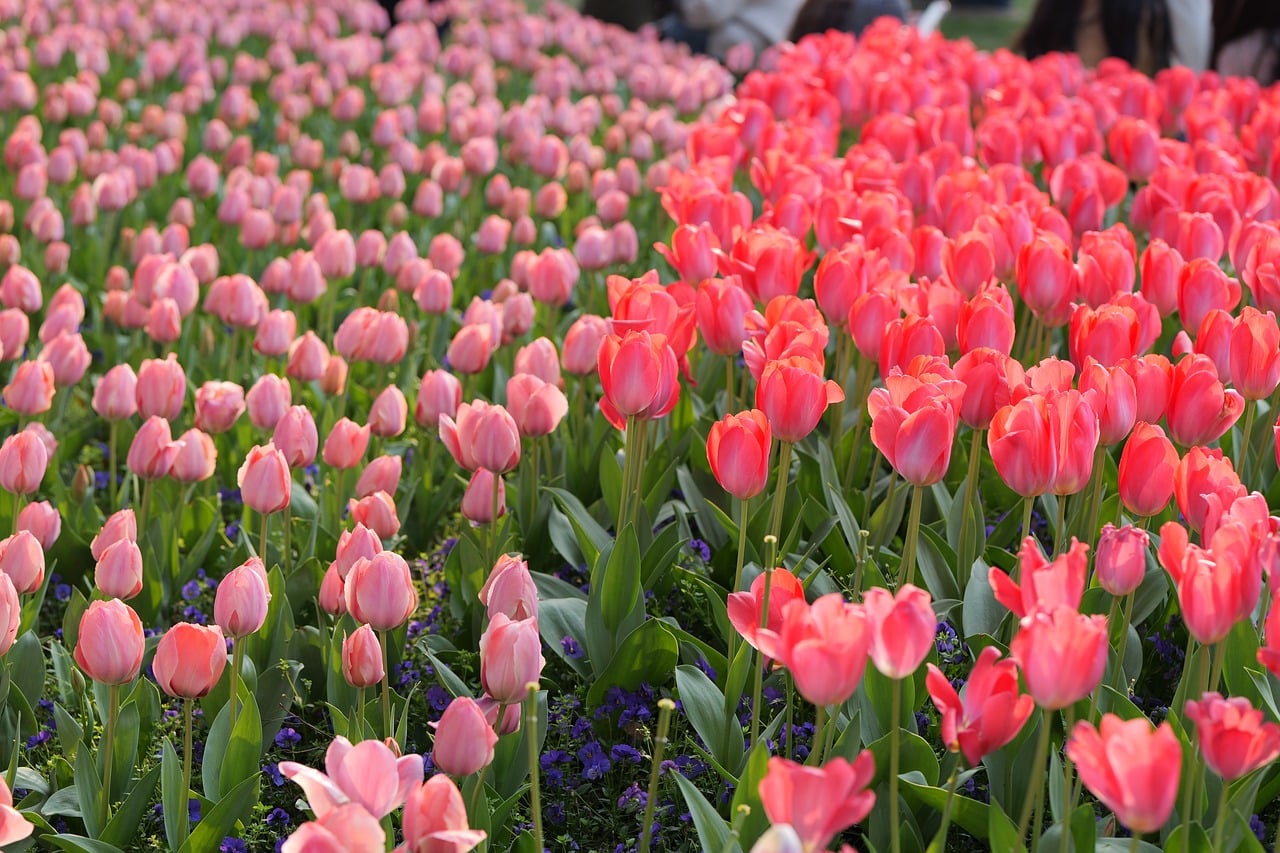 Tulips - free online jigsaw puzzle photo