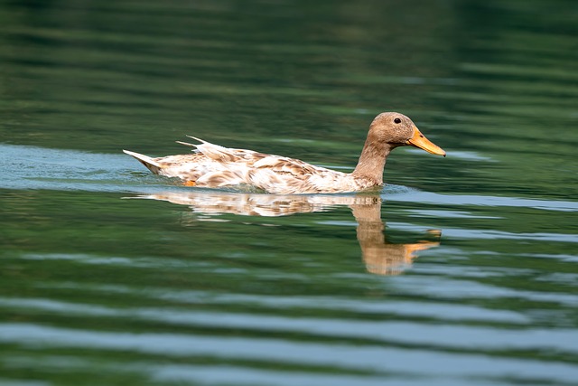 Free Duck Water photo and picture