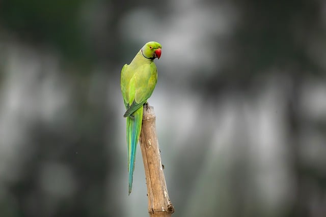 Free Parrot Green photo and picture