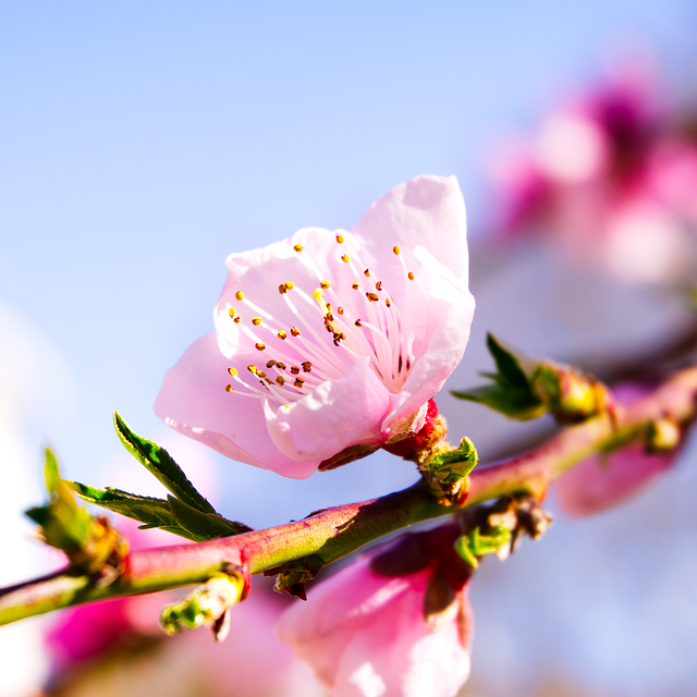 Free nature flower bloom illustration