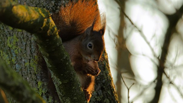 Free Squirrel Tree photo and picture
