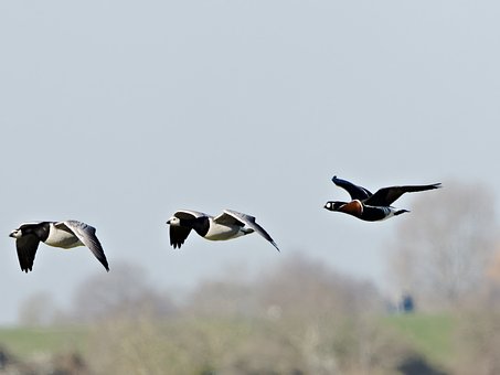Free Goose Nature photo and picture