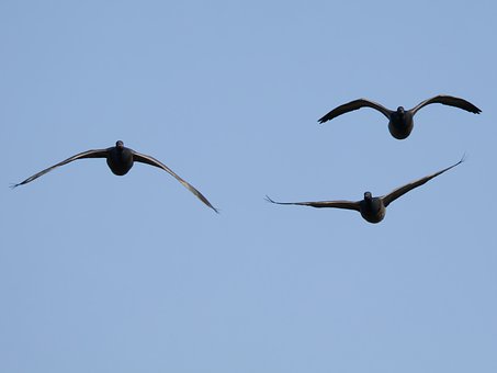 Free Goose Nature photo and picture