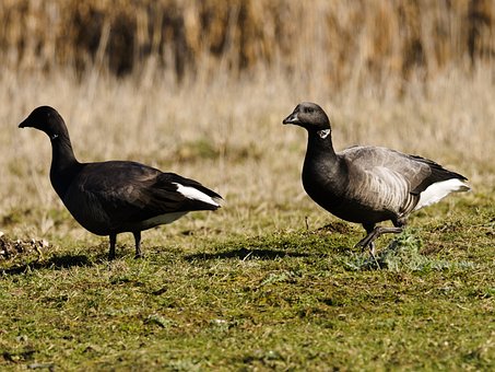 Free Brant Goose photo and picture