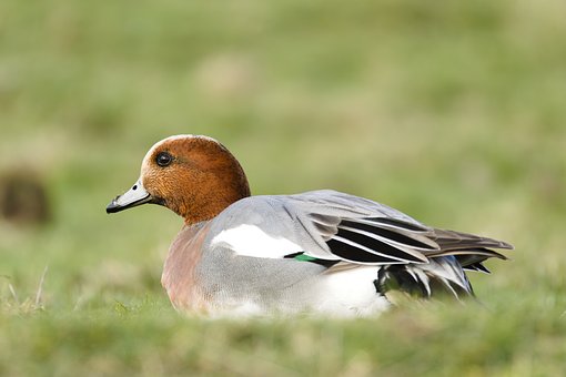 Free Duck Wildlife photo and picture