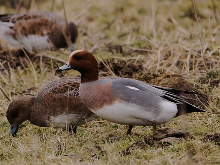 Free Duck Nature photo and picture