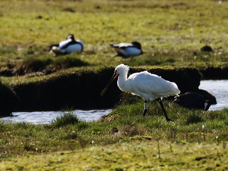Free Nature Wildlife photo and picture