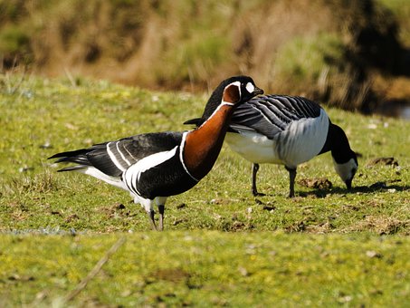 Free Red-Necked Goose Nature photo and picture
